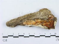 藏品(射脈菌屬)的圖片