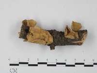 藏品(韌革菌屬)的圖片