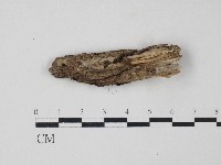 藏品(革菌屬)的圖片