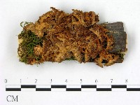 藏品(猴頭菇屬)的圖片