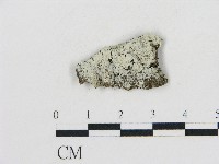 藏品(冇骨消絲齒菌)的圖片