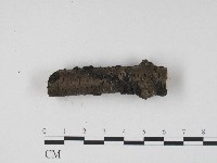 藏品(炭角菌屬)的圖片