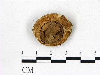 藏品(地星屬)的圖片