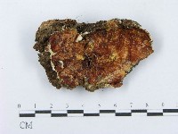 藏品(射脈菌屬)的圖片