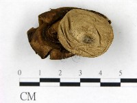 藏品(地星屬)的圖片