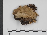 藏品(乾酪菌屬)的圖片