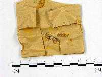 藏品(花耳屬)的圖片