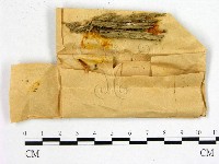 藏品(花耳屬)的圖片