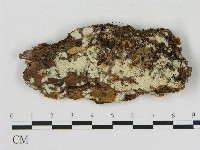 藏品(冇骨消絲齒菌)的圖片