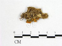 藏品(花耳屬)的圖片