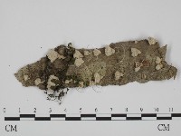 藏品(附毛菌屬)的圖片