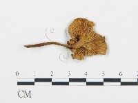 藏品(杯傘屬)的圖片