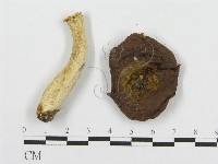 藏品(紅菇屬)的圖片