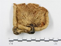 藏品(杯傘屬)的圖片