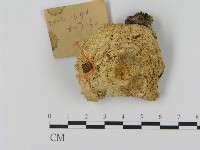 藏品(乳菇屬)的圖片