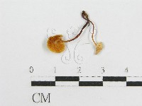 藏品(微皮傘屬)的圖片