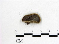 藏品(毛木耳)的圖片