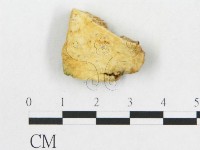 藏品(硬孔菌屬)的圖片