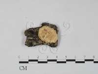 藏品(雲芝)的圖片