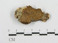 藏品(木層孔菌屬)的圖片