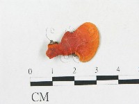 藏品(血紅密孔菌)的圖片