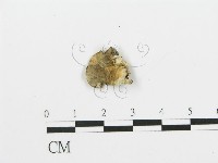 藏品(煙管菌)的圖片