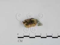 藏品(雲芝)的圖片
