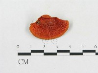 藏品(血紅密孔菌)的圖片