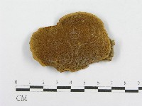 藏品(木層孔菌屬)的圖片