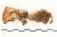 藏品(齒菌屬)的圖片