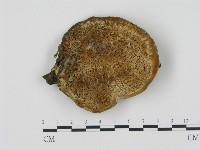 藏品(松生擬層孔菌)的圖片