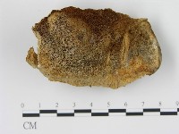 藏品(松生擬層孔菌)的圖片