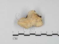 藏品(栓菌屬)的圖片