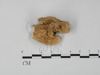 藏品(雲芝)的圖片