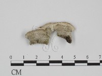 藏品(附毛菌屬)的圖片