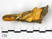 藏品(多年臥孔菌屬)的圖片