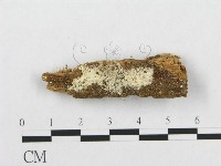 藏品(骨皮菌屬)的圖片