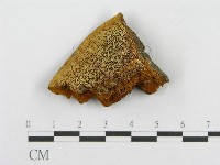 藏品(木層孔菌屬)的圖片