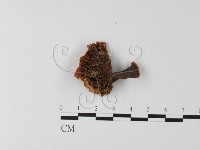 藏品(紅菇屬)的圖片