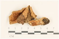 藏品(乳菇屬)的圖片