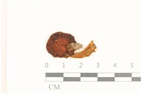 藏品(小皮傘屬)的圖片