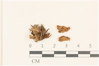 藏品(小皮傘屬)的圖片