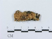 藏品(射脈菌屬)的圖片