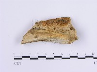 藏品(齒耳菌屬)的圖片