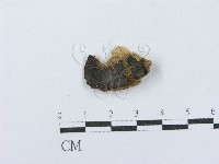 藏品(射脈菌屬)的圖片