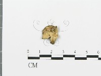 藏品(煙管菌)的圖片