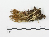 藏品(珊瑚菌屬)的圖片