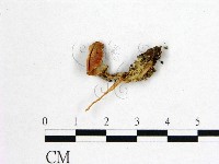 藏品(花耳屬)的圖片