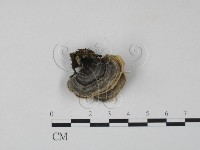 藏品(雲芝)的圖片