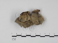 藏品(雲芝)的圖片